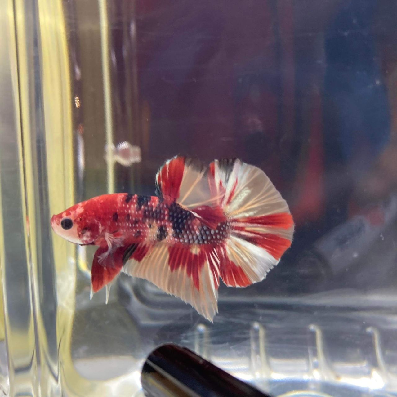 betta