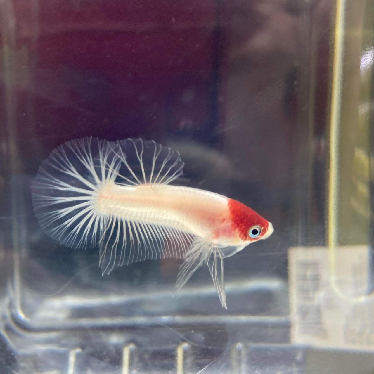 betta
